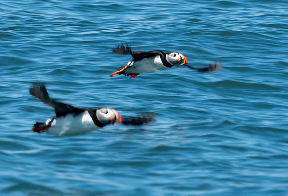 PUFFINS, MAINE 2025_0066
