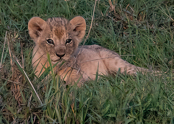 Kenya_Jul252019_6029_output