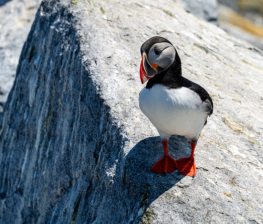 PUFFINS, MAINE 2025_0400
