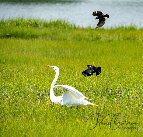 GrHeron Oceanside_0097