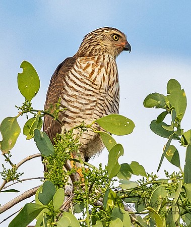 Kenya_Aug012019_6959