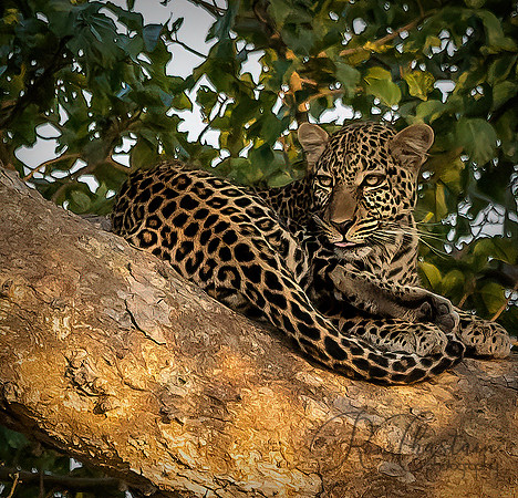 Kenya_Jul272019_4993