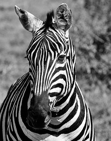 africa 09_7300 bw