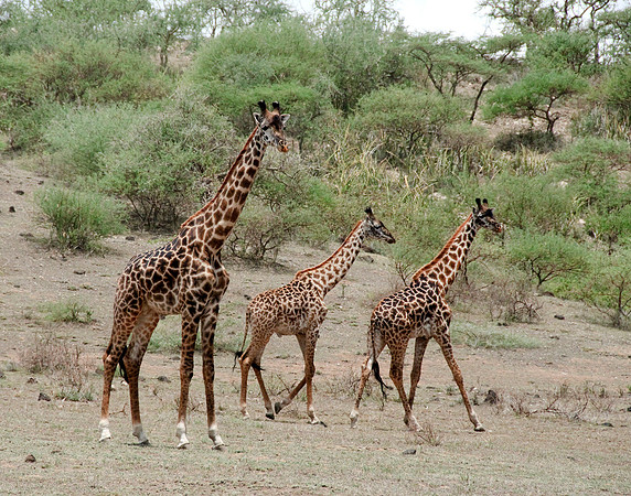 africa 09_7225