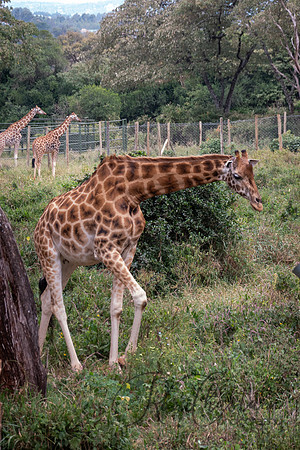 Kenya_Jul212019_3833