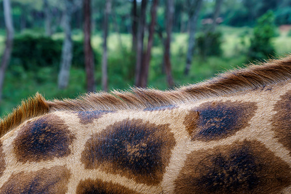 Kenya_Jul212019_3607