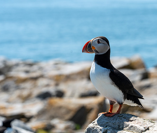 PUFFINS, MAINE 2025_0348