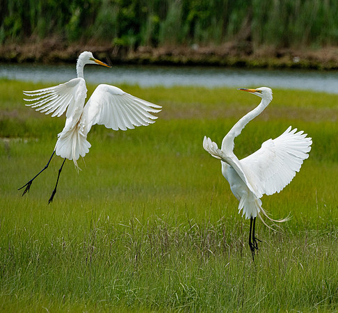 GrHeron Oceanside_0170