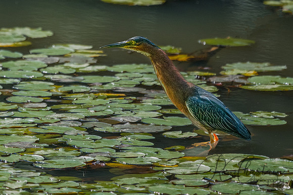 GrHeron Oceanside_0013