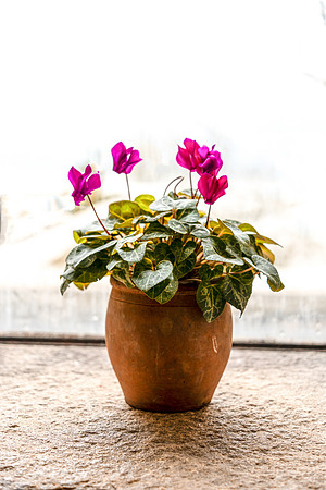Cloisters_0015