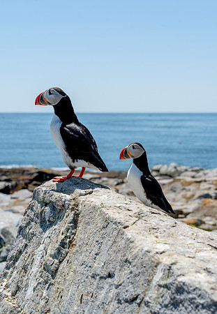 PUFFINS, MAINE 2025_0144