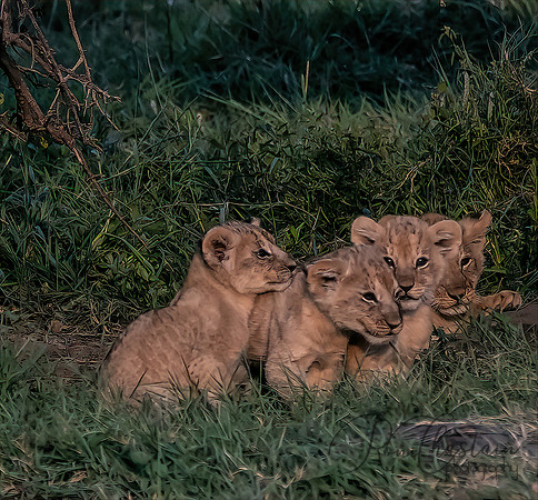 Kenya_Jul252019_6007