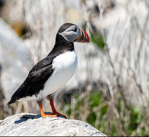 PUFFINS, MAINE 2025_0099