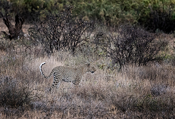 Kenya_Aug012019_7042