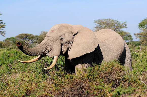 africa 09_6956