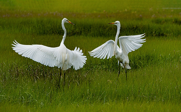 GrHeron Oceanside_0166