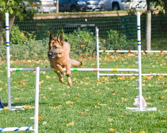 AllfurfunAgility 103010_0068