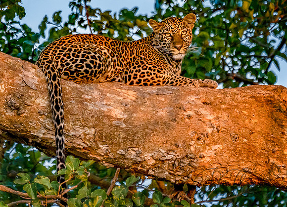 Kenya_Jul272019_5020a
