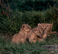 Kenya_Jul252019_6007