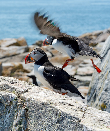 PUFFINS, MAINE 2025_0440