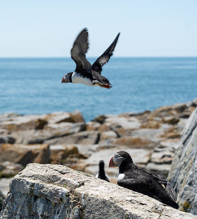 PUFFINS, MAINE 2025_0452