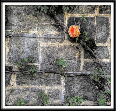 _RMC2287_tonemapped copy