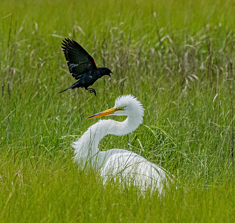GrHeron Oceanside_0151