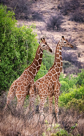 Kenya_Aug012019_6911