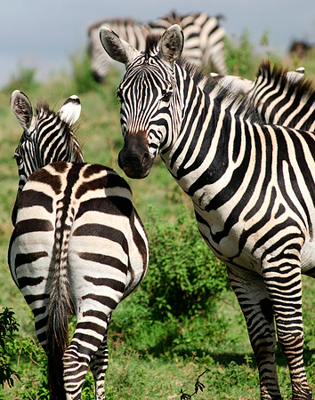 africa 09_7299