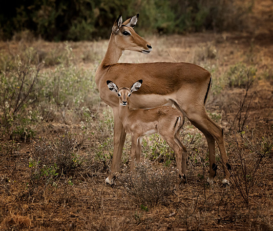 Kenya_Aug012019_6842