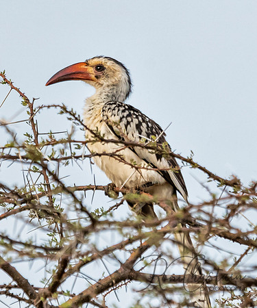 Kenya_Aug012019_6938