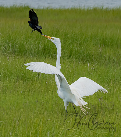GrHeron Oceanside_0205