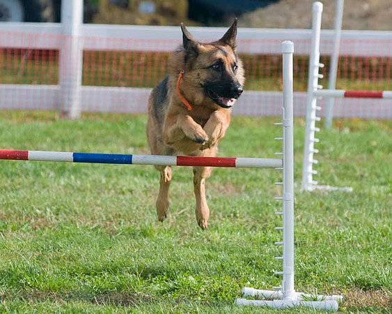 AllfurfunAgility 103010_0111