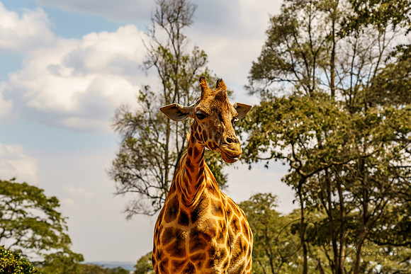 Kenya_Jul212019_3664
