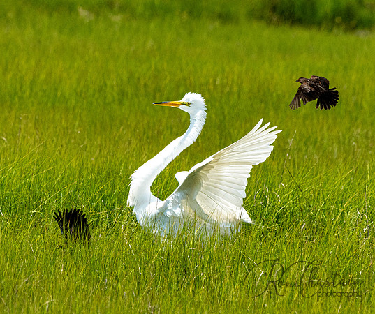 GrHeron Oceanside_0108