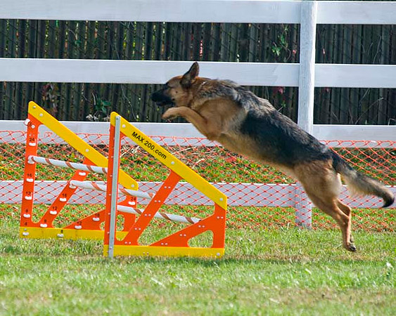 AllfurfunAgility 103010_0109