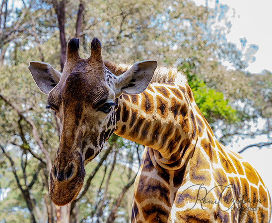 Kenya_Jul212019_3574