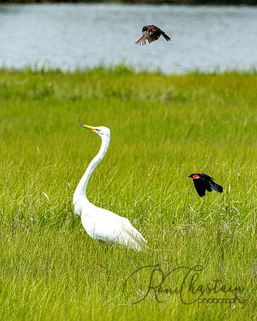 GrHeron Oceanside_0093