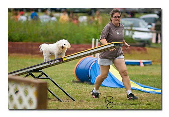 Dogs 6122010_3537 copy