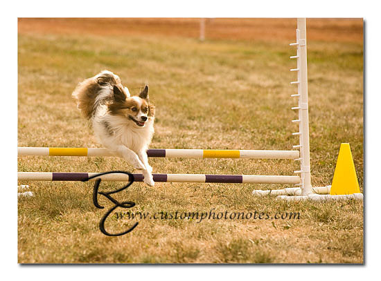 _RMC1533 copy