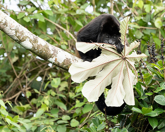 CostaRica_102018_0621