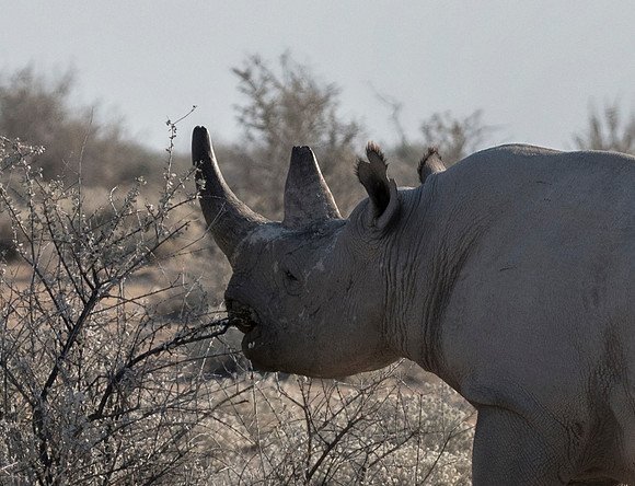 Namibia_060616_0706