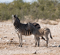 Namibia_060816_0087