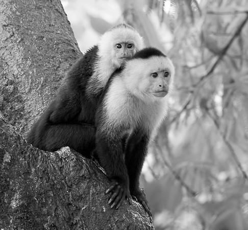 CostaRica_102118_0771
