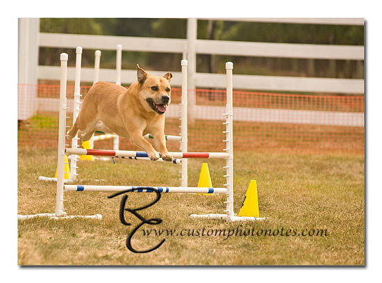_RMC1554 copy