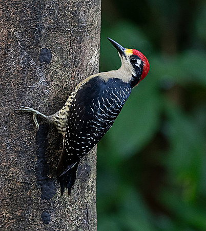CostaRica_102218_1144