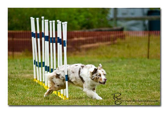 Dogs 6122010_3525 copy