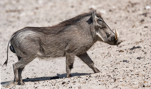 Namibia_060616_0591