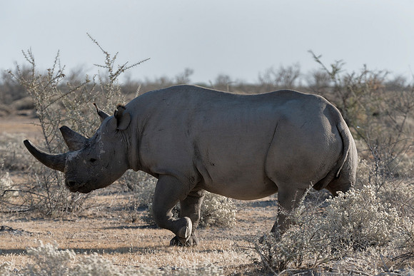 Namibia_060616_0696