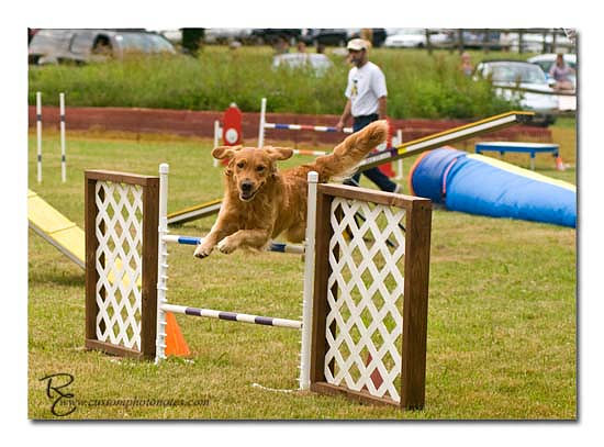 Dogs 6122010_3489 copy